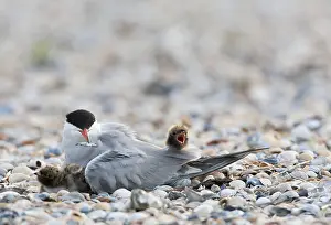 Images Dated 6th June 2012: Common Tern, Sterna hirundo