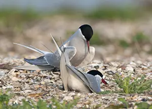 Images Dated 1st May 2009: Common Tern, Sterna hirundo