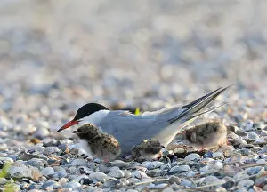 Images Dated 6th June 2012: Common Tern, Sterna hirundo