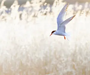 Images Dated 7th May 2010: Common Tern, Sterna hirundo