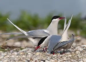 Love Prints: Common Tern, Sterna hirundo