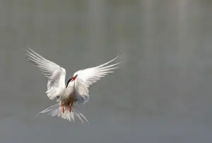 Images Dated 1st May 2009: Common Tern, Sterna hirundo