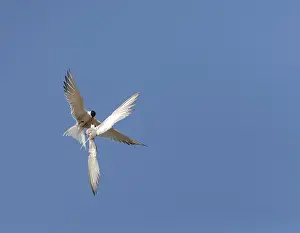 Images Dated 1st May 2009: Common Tern, Sterna hirundo