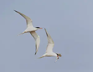Images Dated 1st May 2009: Common Tern, Sterna hirundo