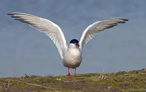 Images Dated 23rd April 2005: Common Tern, Sterna hirundo