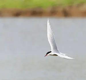 Images Dated 1st May 2009: Common Tern, Sterna hirundo