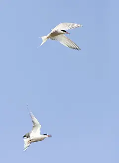 Images Dated 1st May 2009: Common Tern, Sterna hirundo
