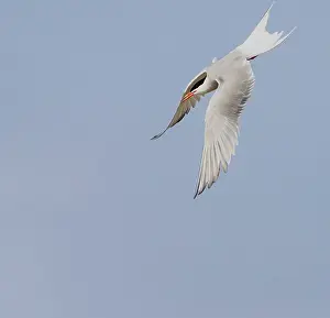 Images Dated 1st May 2009: Common Tern, Sterna hirundo