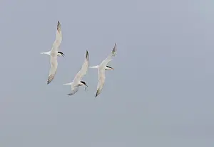 Images Dated 1st May 2009: Common Tern, Sterna hirundo