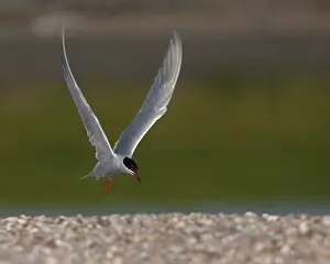 Images Dated 13th May 2006: Common Tern, Sterna hirundo