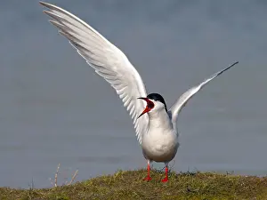 Images Dated 23rd April 2005: Common Tern, Sterna hirundo