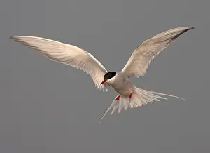 Images Dated 13th May 2006: Common Tern, Sterna hirundo