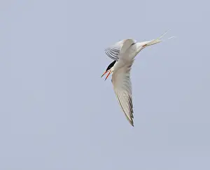 Images Dated 1st May 2009: Common Tern, Sterna hirundo