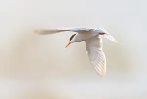 Images Dated 7th May 2010: Common Tern, Sterna hirundo
