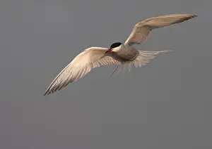 Images Dated 13th May 2006: Common Tern, Sterna hirundo