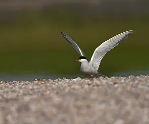 Images Dated 13th May 2006: Common Tern, Sterna hirundo