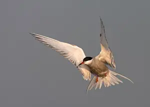 Images Dated 20th September 2023: Common Tern, Sterna hirundo