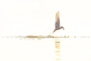Images Dated 8th June 2023: Common Tern, Sterna hirundo