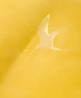 Images Dated 9th June 2023: Common Tern, Sterna hirundo