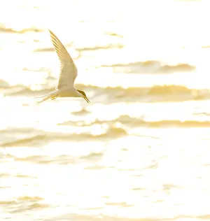 Images Dated 8th June 2023: Common Tern, Sterna hirundo