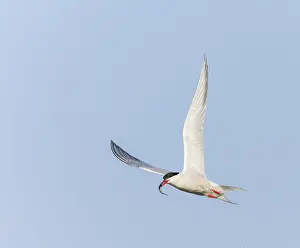Images Dated 10th June 2023: Common Tern, Sterna hirundo