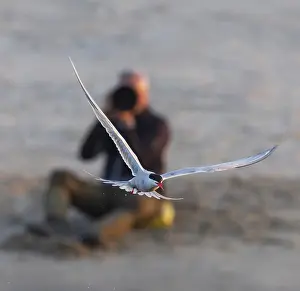 Images Dated 8th June 2023: Common Tern, Sterna hirundo