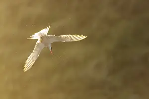 Images Dated 9th June 2023: Common Tern, Sterna hirundo