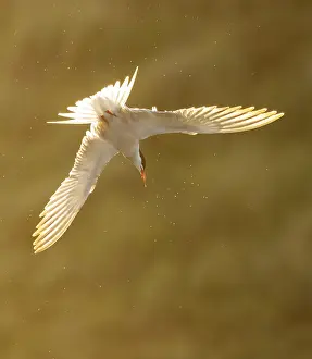 Images Dated 9th June 2023: Common Tern, Sterna hirundo