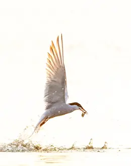 Images Dated 8th June 2023: Common Tern, Sterna hirundo