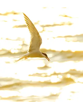 Images Dated 8th June 2023: Common Tern, Sterna hirundo