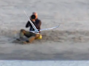 Images Dated 8th June 2023: Common Tern, Sterna hirundo