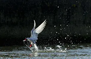 Images Dated 9th June 2023: Common Tern, Sterna hirundo