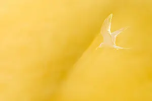 Images Dated 9th June 2023: Common Tern, Sterna hirundo