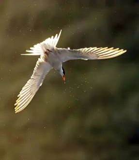 Images Dated 9th June 2023: Common Tern, Sterna hirundo
