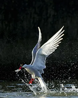 Images Dated 9th June 2023: Common Tern, Sterna hirundo