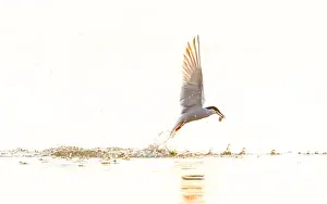 Images Dated 8th June 2023: Common Tern, Sterna hirundo