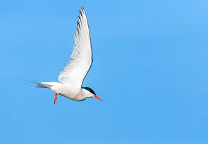 Saltpans Prints: Common Tern, Sterna hirundo
