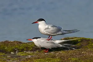 Images Dated 23rd April 2005: Common Tern, Sterna hirundo