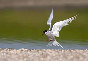 Images Dated 13th May 2006: Common Tern, Sterna hirundo