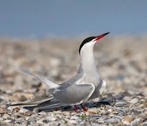 Images Dated 7th May 2012: Common Tern, Sterna hirundo