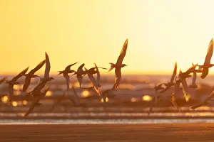 Images Dated 19th April 2020: Common Tern, Sterna hirundo