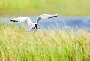 Greek Prints: Common Tern, Sterna hirundo