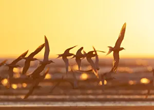 Images Dated 19th April 2020: Common Tern, Sterna hirundo