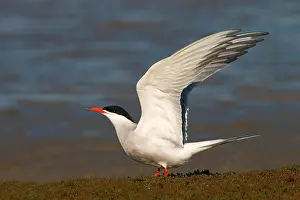 Images Dated 23rd February 2020: Common Tern, Sterna hirundo