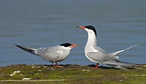 Images Dated 23rd February 2020: Common Tern, Sterna hirundo