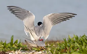 Parents Prints: Common Tern, Sterna hirundo