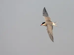 Guest Prints: Common Tern, Sterna hirundo