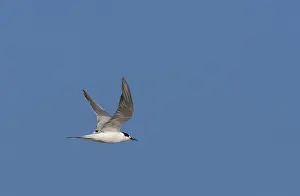Images Dated 8th December 2007: Common Tern, Sterna hirundo