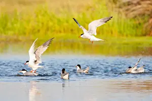 Greek Prints: Common Tern, Sterna hirundo