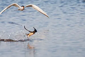 Greek Prints: Common Tern, Sterna hirundo